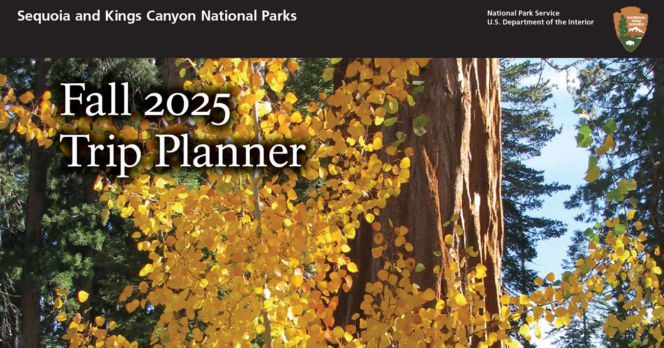 Click on the image to view a pdf of the Fall 2025 newspaper. The words "Fall 2025 Trip Planner" are overlaid on an image of an aspen tree covered in bright yellow leaves in front of a wide sequoia trunk and pine trees in the background.