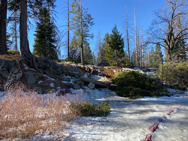 Open forest scene covered in icy compacted snow with bushes and stones poking through