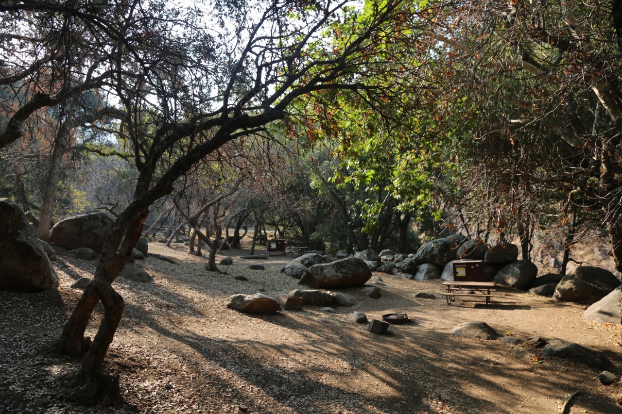 Buckeye Flat Campground Trees hang over sunny, flat ground with a picnic table and a campfire ring.