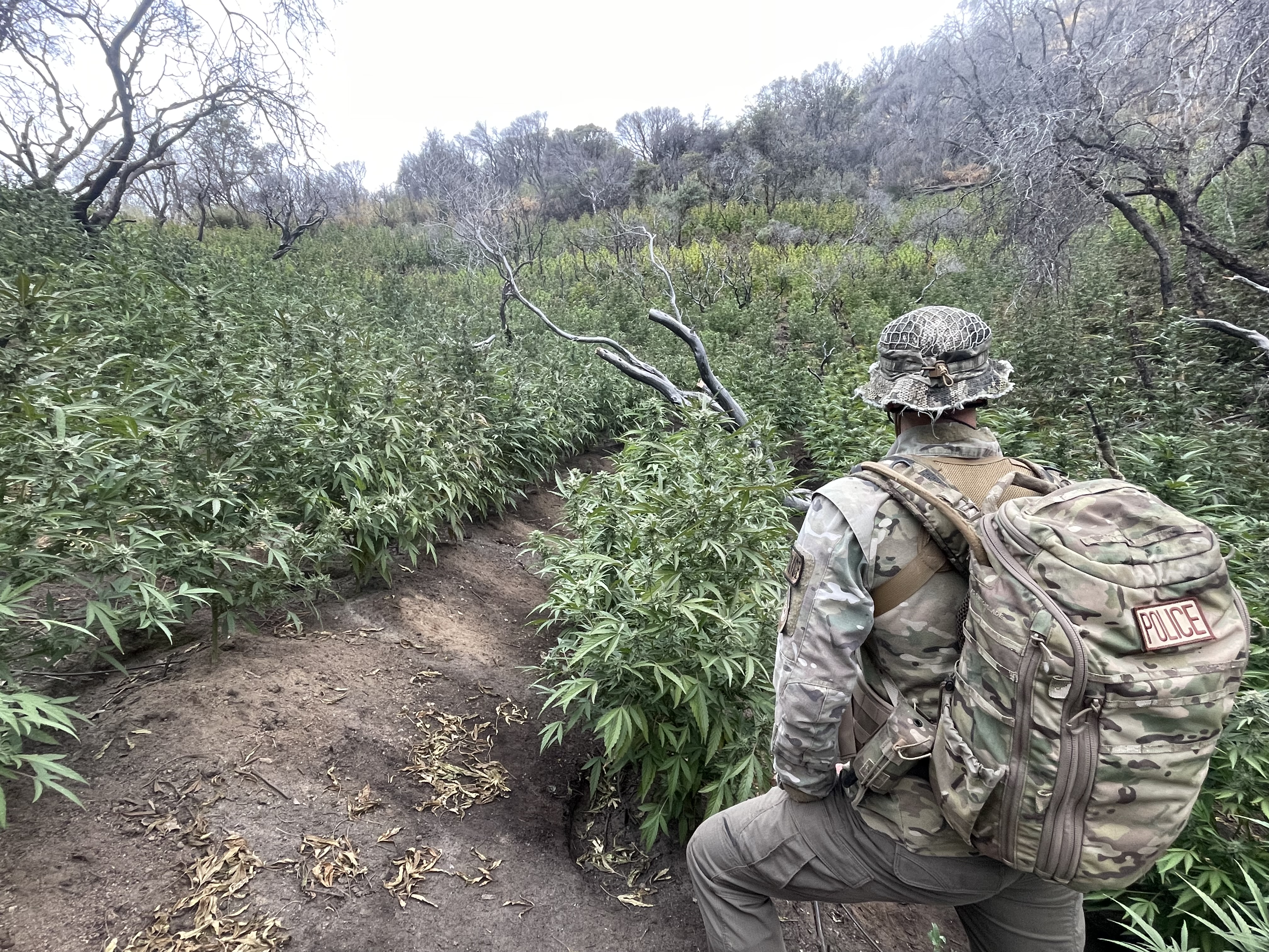 A federal law enforcement ranger at the illegal marijuana cultivation site. A federal law enforcement ranger at the illegal marijuana cultivation site.