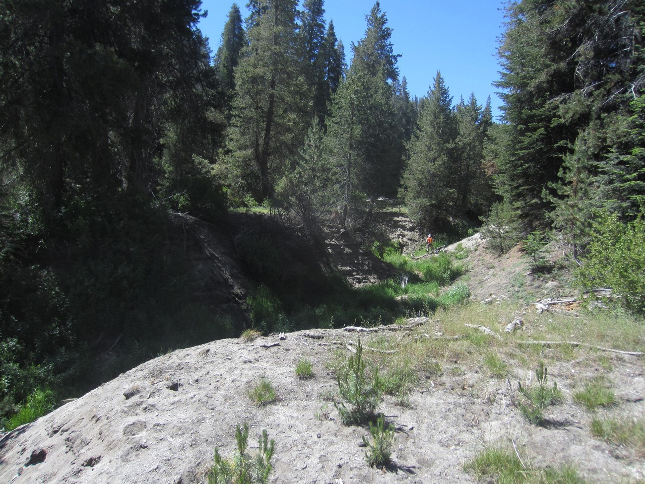 Gully Cahoon Meadow