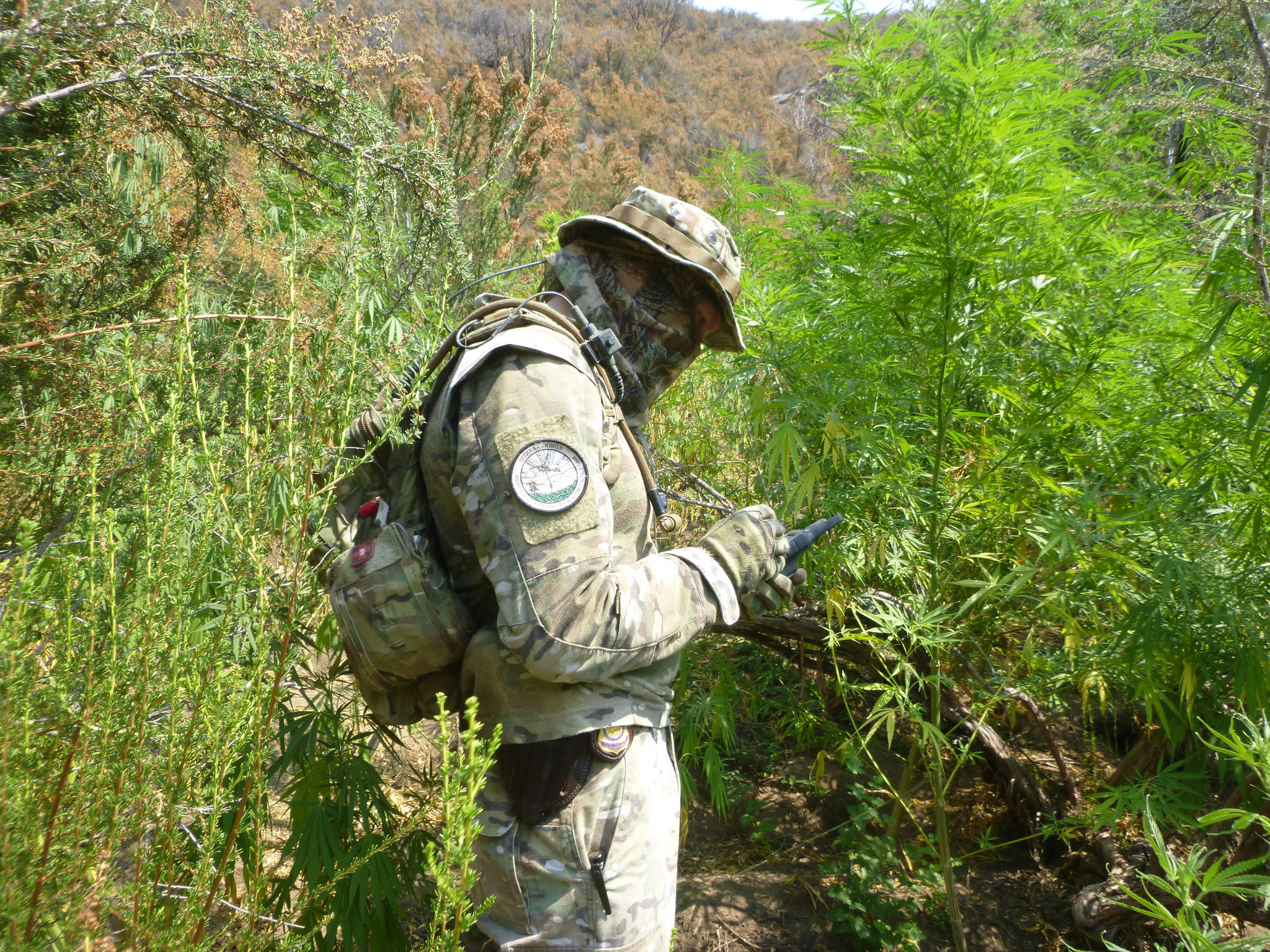 A ranger taking notes at a marijuana grow site