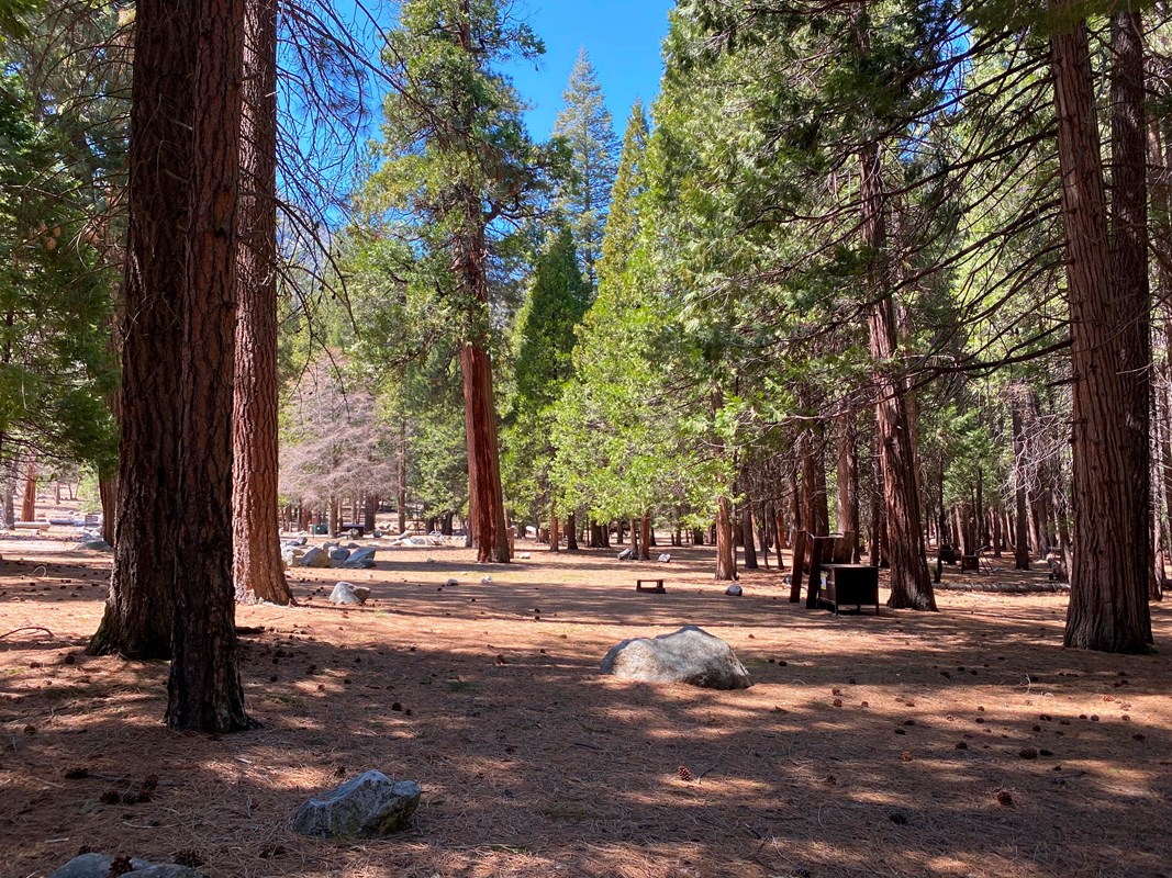 Sentinel Campground Large cedar trees tower over a clearing with a bear box and campfire rings