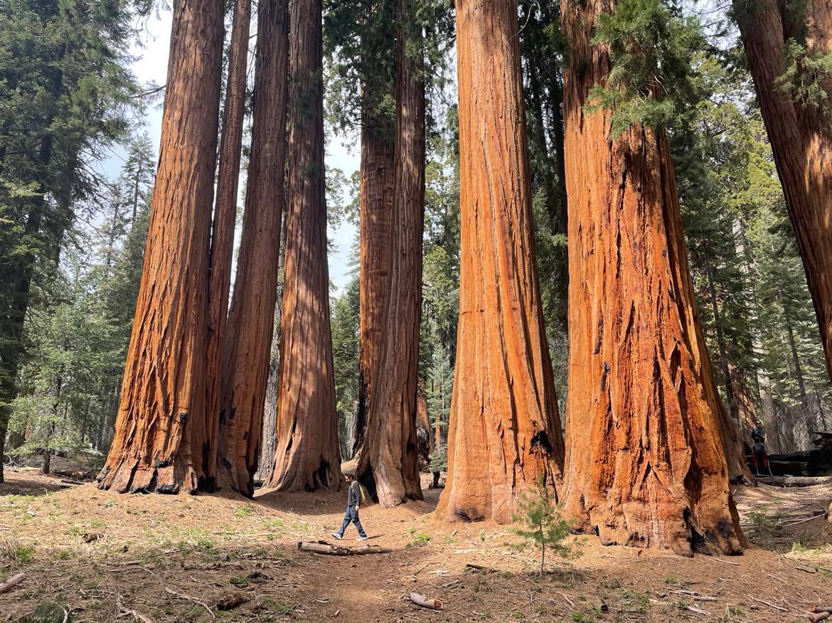 Person walking under a group of sequoias A person walks under enormous reddish trees