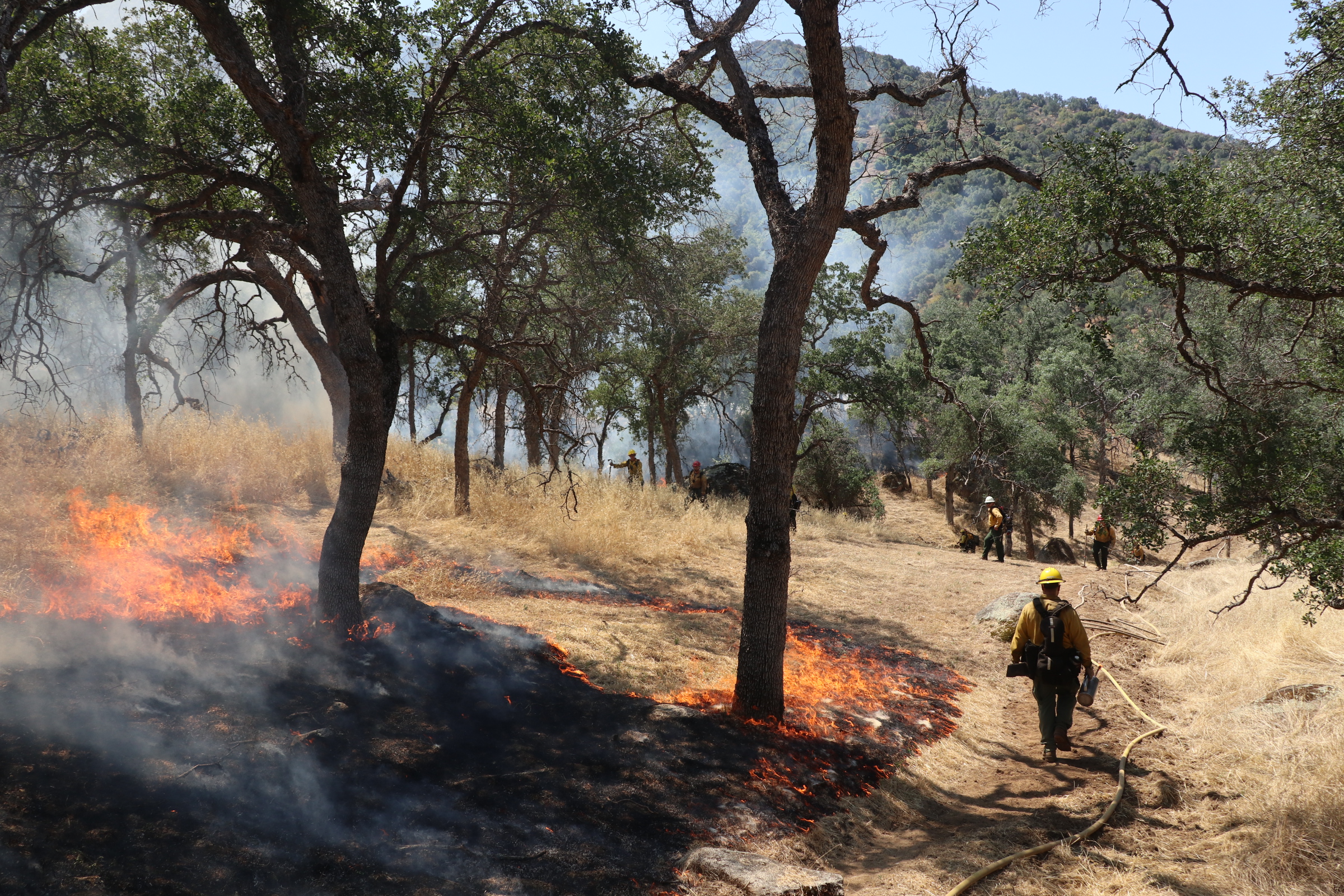 A firefighter walks along a fireline with hose with fire burning grass to their left.