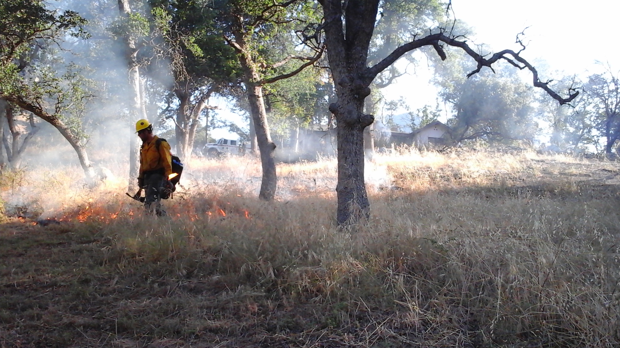 A firefighter uses a drip torch to perform ignitions in grass A firefighter uses a drip torch to ignite tall grass near houses