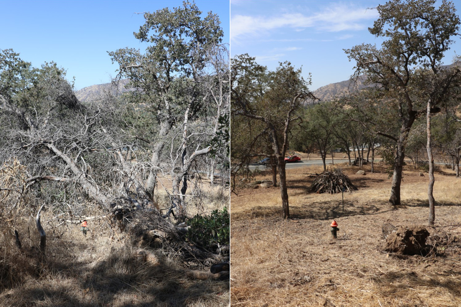 Two photos side-by-side showing a before and after of a mechanical vegetation reduction. In the left photo, a fire hydrant can barely be seen. The right photo, the fire hydrant can be seen because of all the vegetation removed.