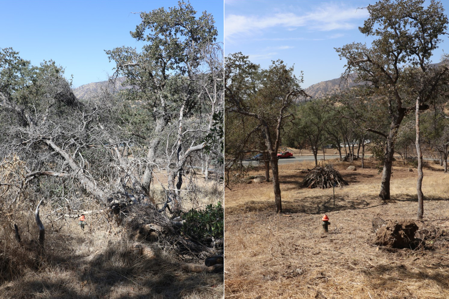 A before and after look at the effectiveness of mechanical treatments and defensible space. Notice the fire hydrant in both pictures. Two photos side-by-side showing a before and after of a mechanical vegetation reduction. In the left photo, a fire hydrant can barely be seen. The right photo, the fire hydrant can be seen because of all the vegetation removed.