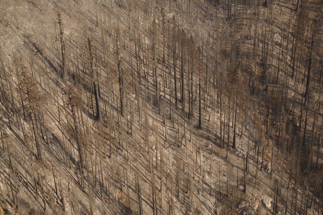 Aerial image of a severely burned mountainside with dead trees