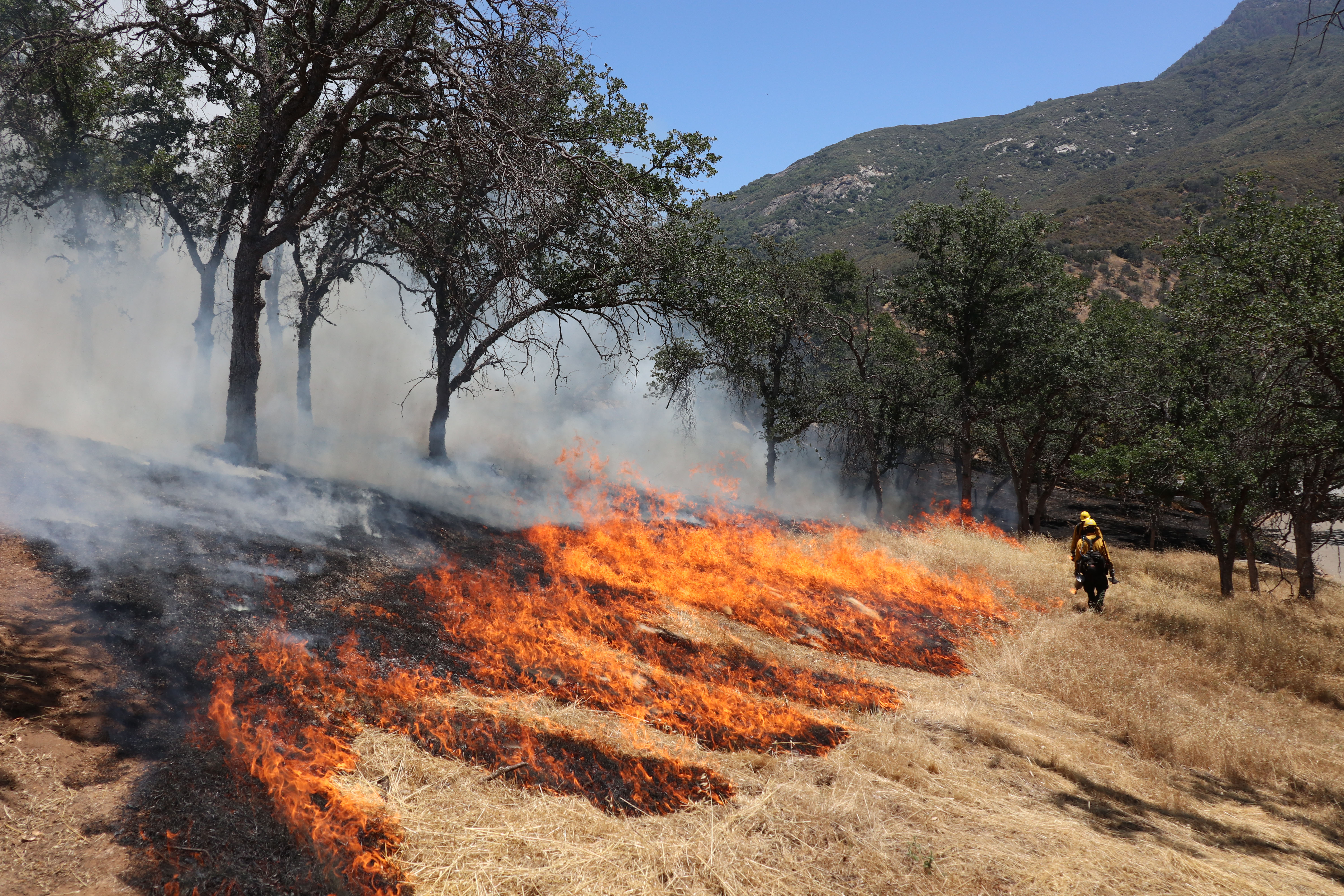 Firefighters use driptorches to burn grass on a hill below oak trees