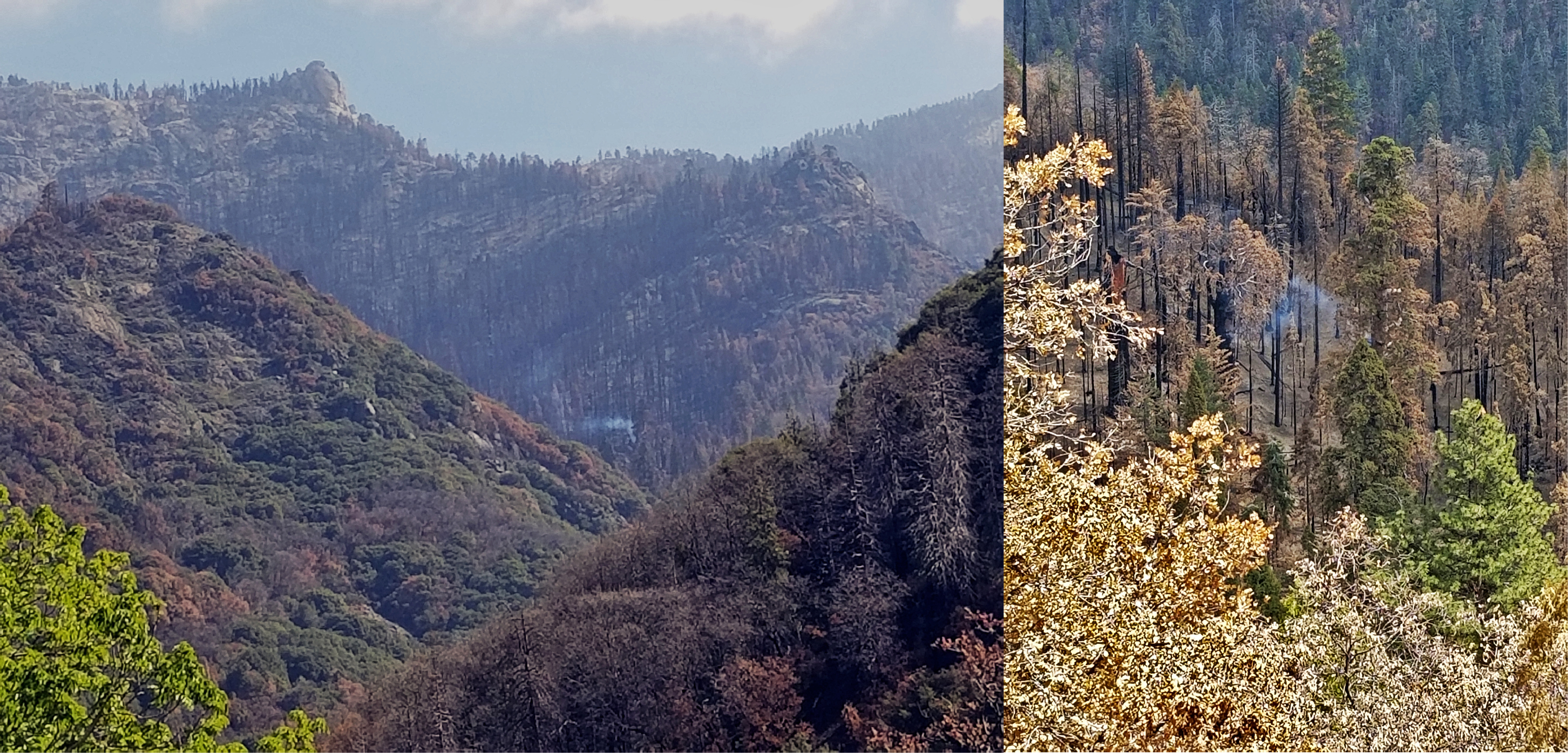 In the distance, a small puff of white smoke is in the middle of a burned forest below a rocky knob. In the foreground, chaparral covered hillsides. A single puff of white smoke is in the middle of stand of dying conifer trees.