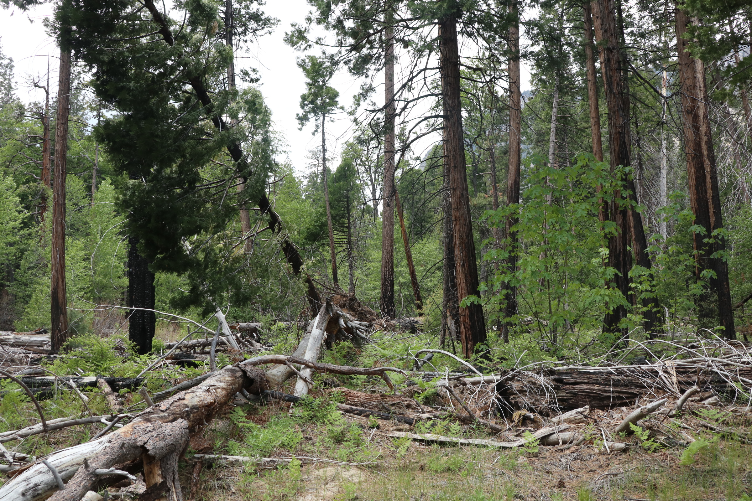 In nearly a decade, the amount of dead and down vegetation has accumulated so much in Central Cedar Grove, that walking through the forest would be difficult.