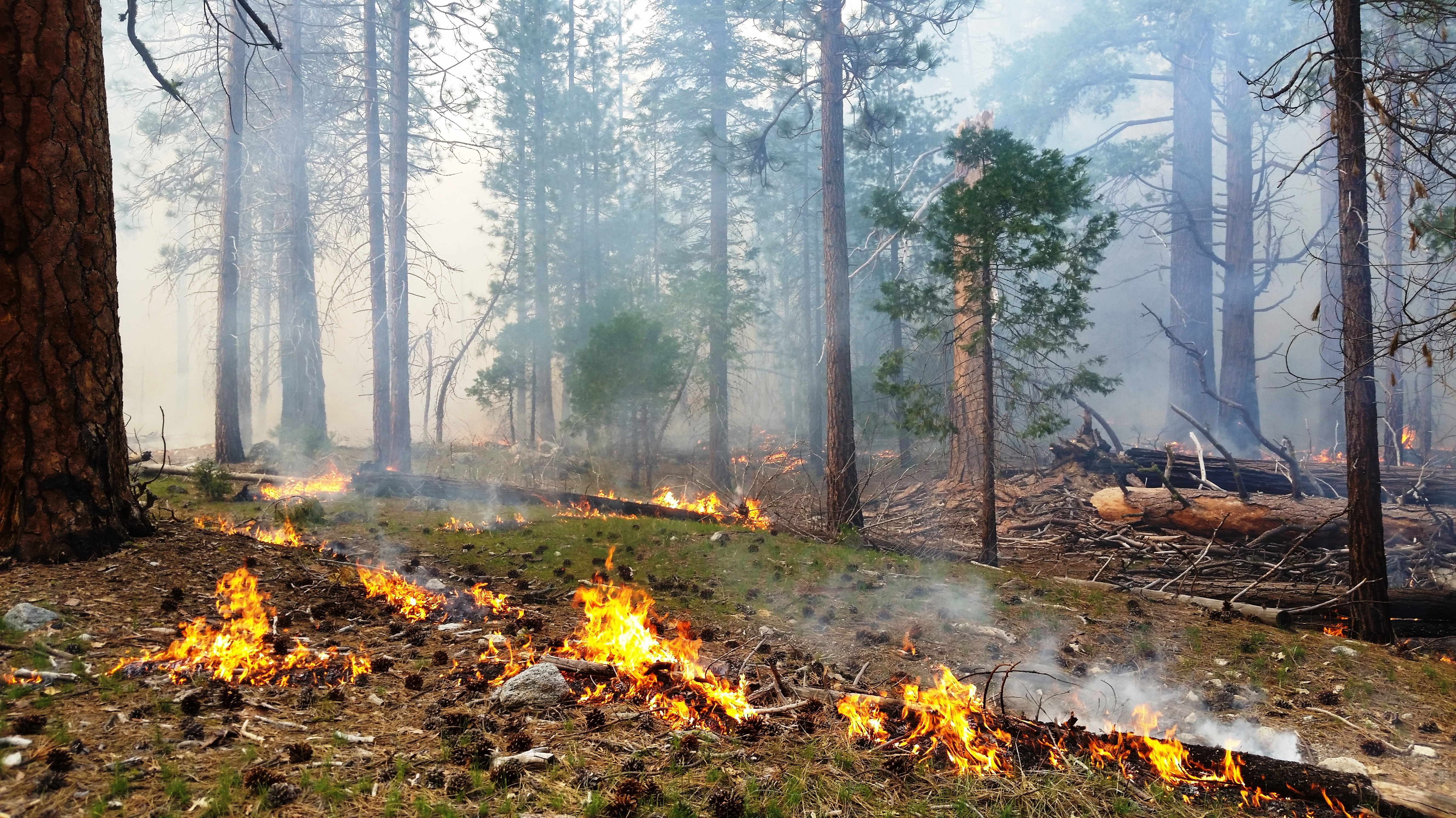 A low-intensity prescribed burn moves through a cedar forest.