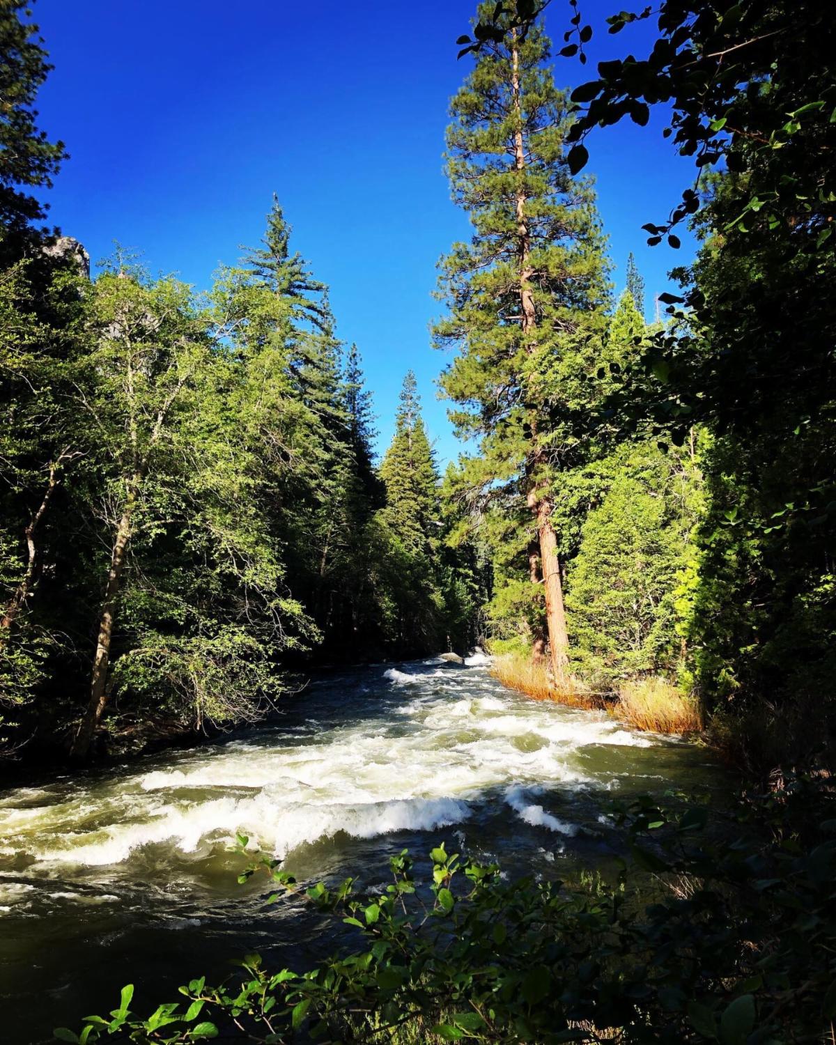 White rapids flow on the Kings River, lined with with forest of pine trees.