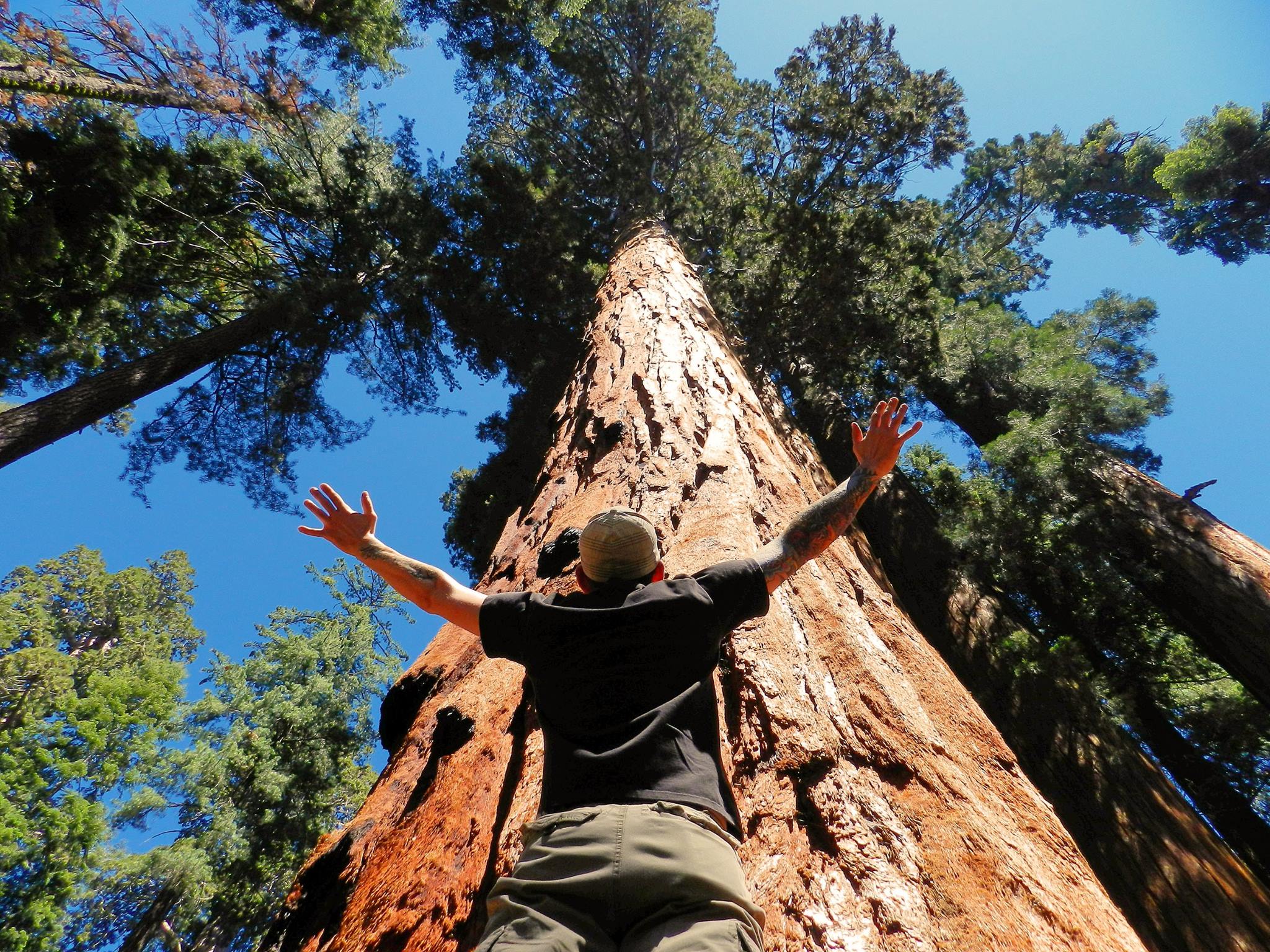 Low angle shot of a person with arms raised overhead in front of a gigantic conifer.