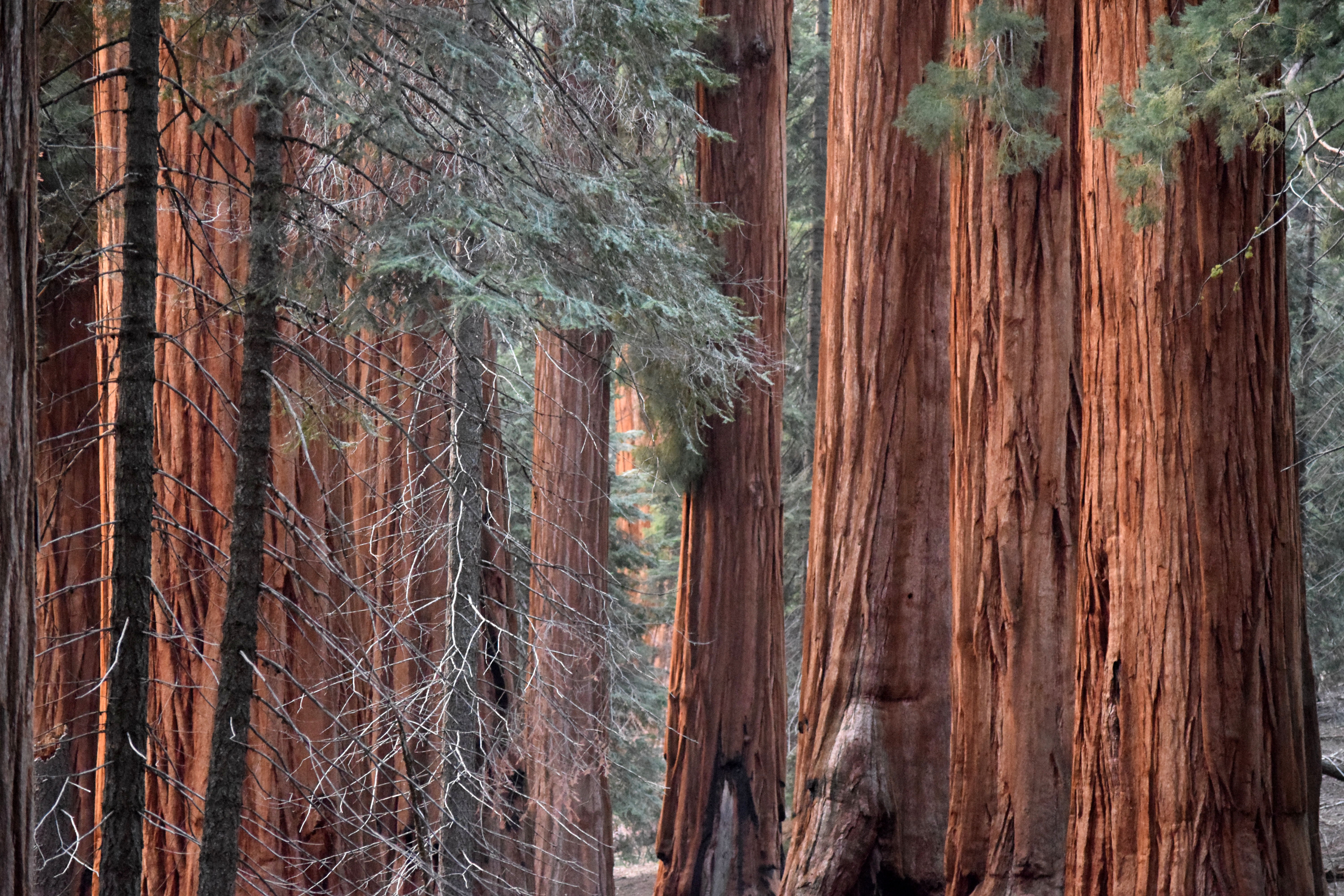 Giant sequoias in Giant Forest Gigantic reddish trees stand close together