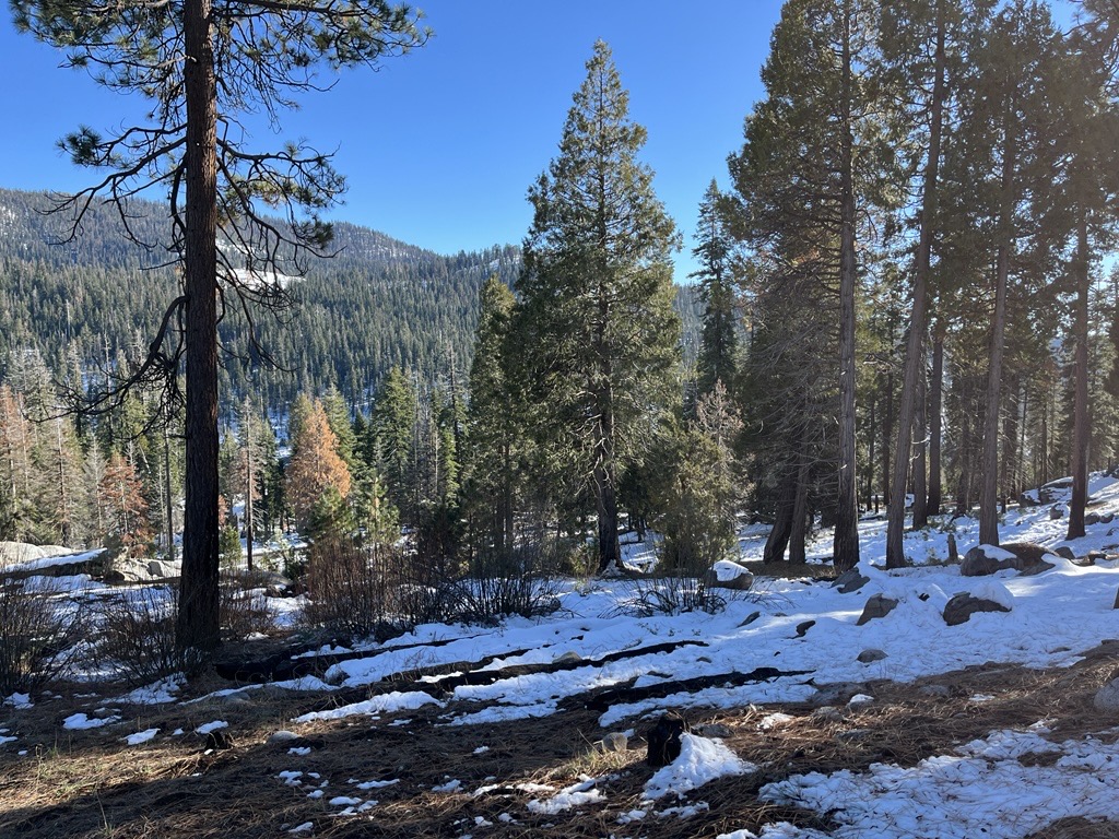 Snow partially covers the ground on a sunny day in the Giant Forest of Sequoia National Park. 