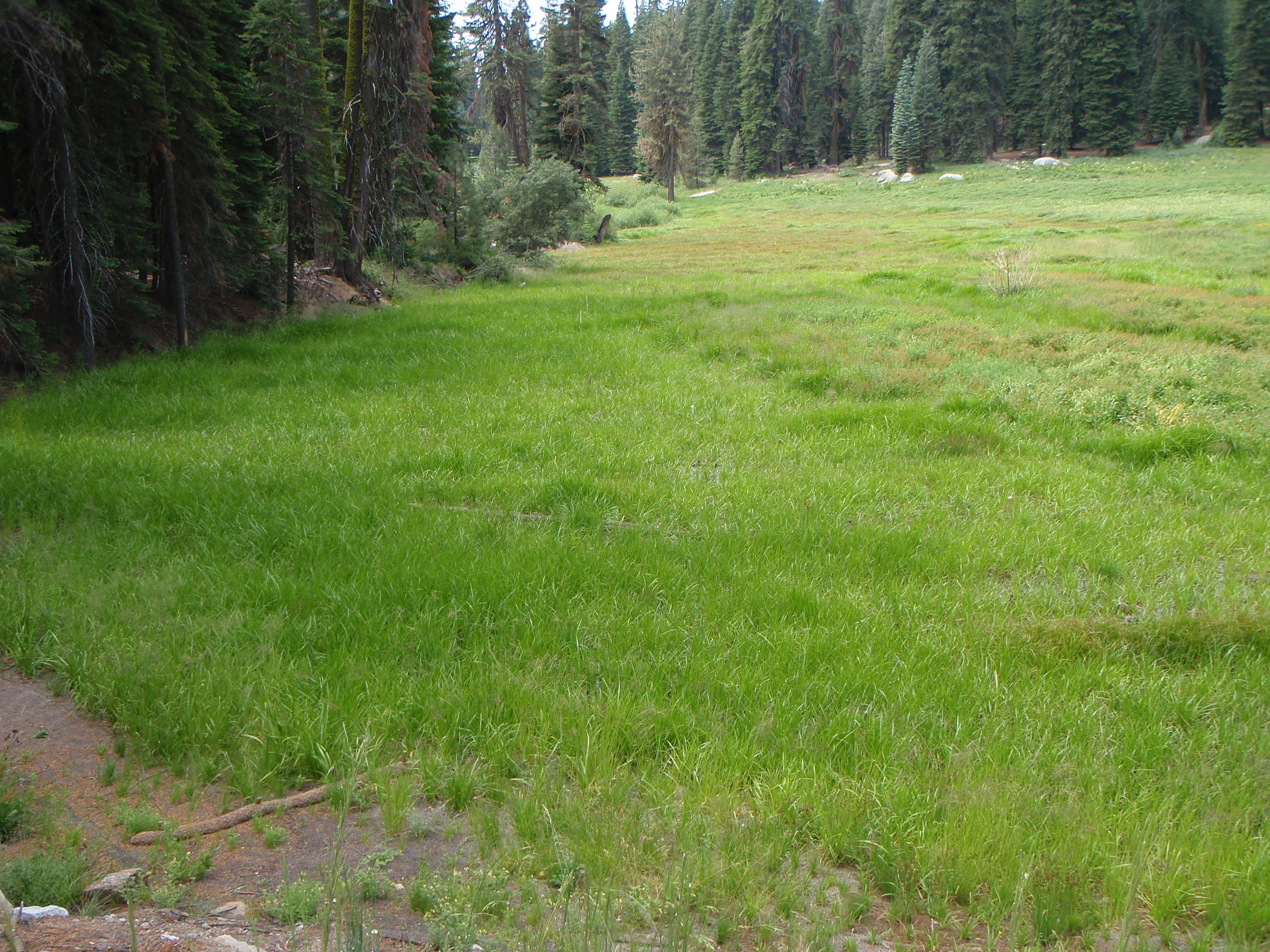 Halstead Meadow After Restoration