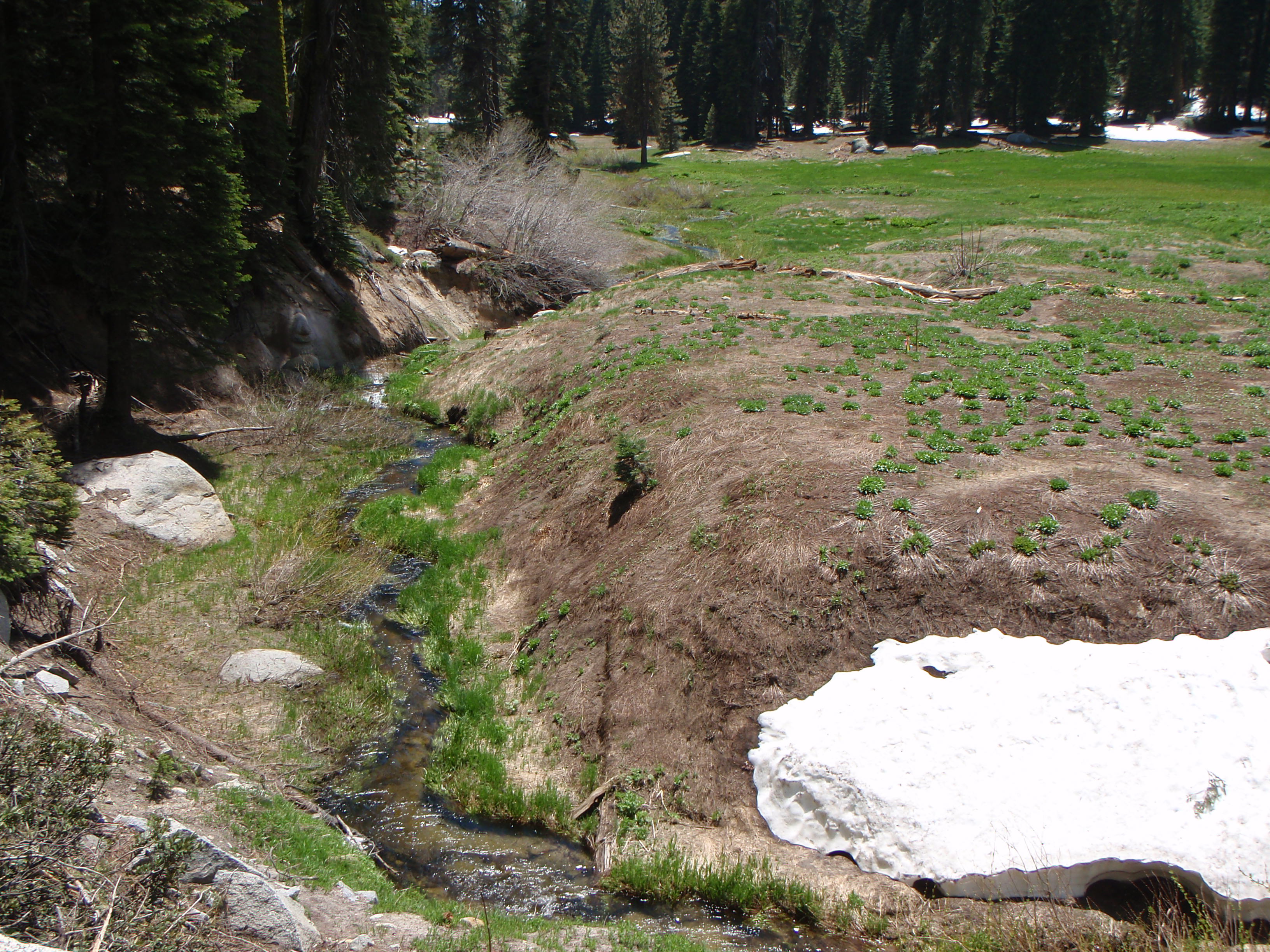 Halstead Meadow Before Restoration