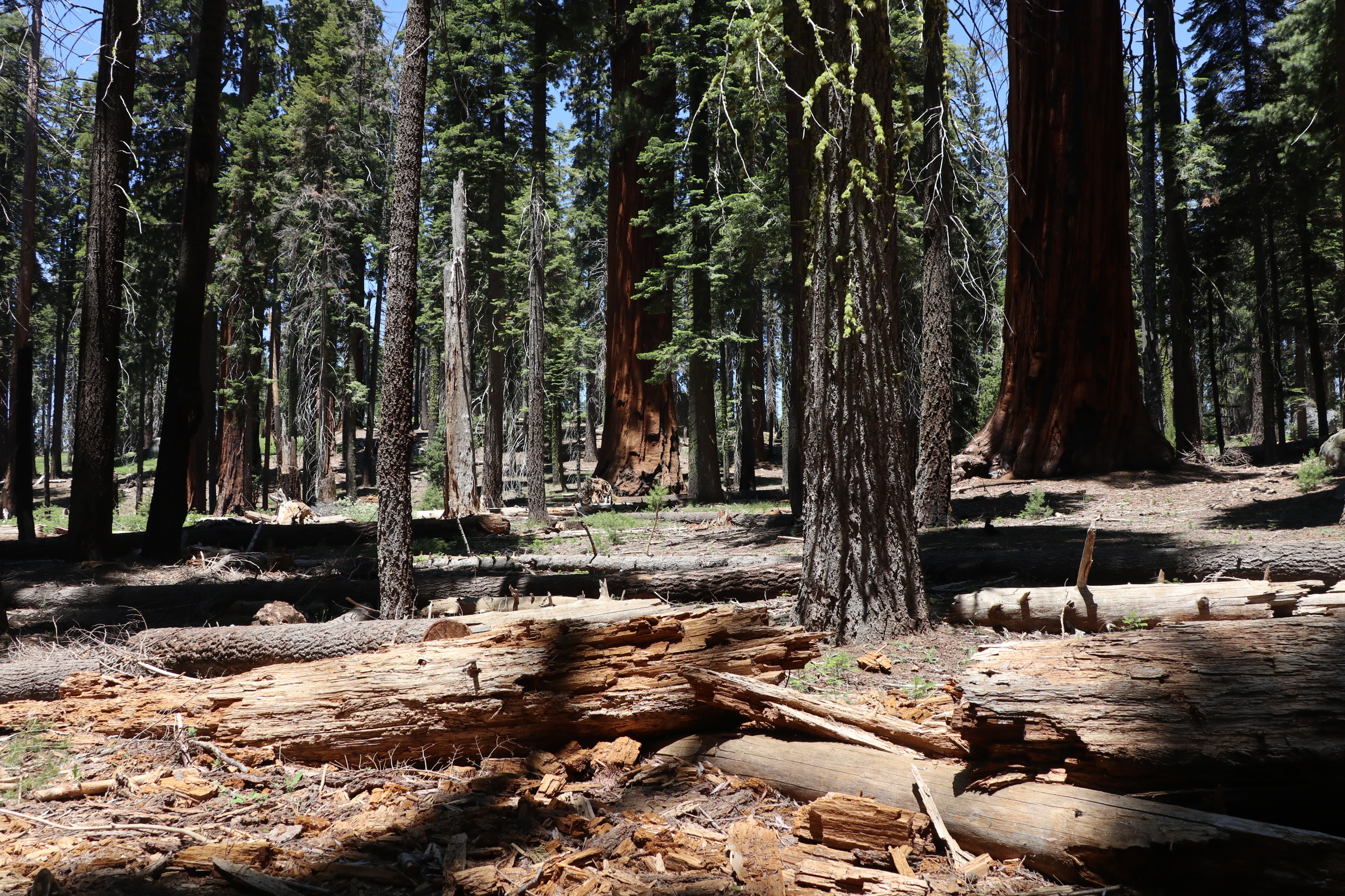 Dead and down logs and wood among sequoias and mixed conifers