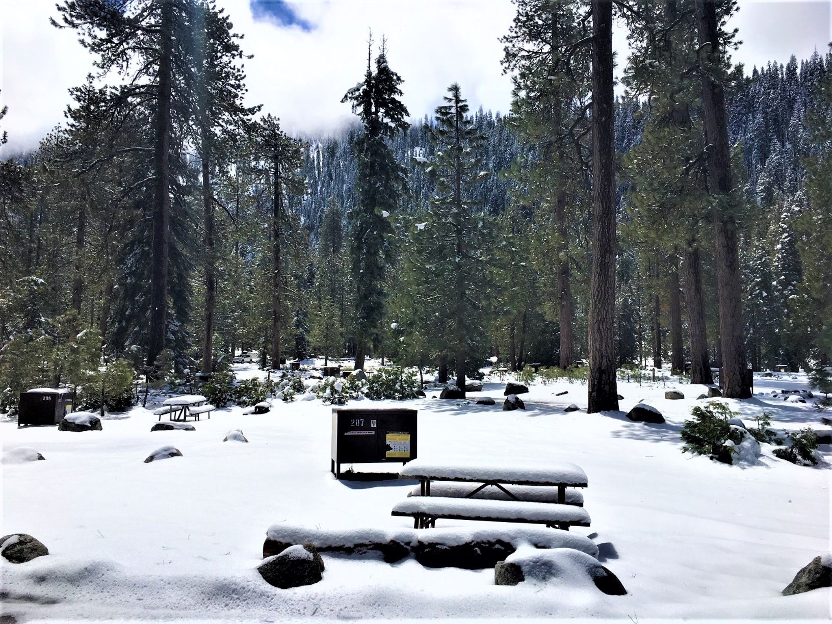 Lodgepole Campground Campsite in Lodgepole Campground