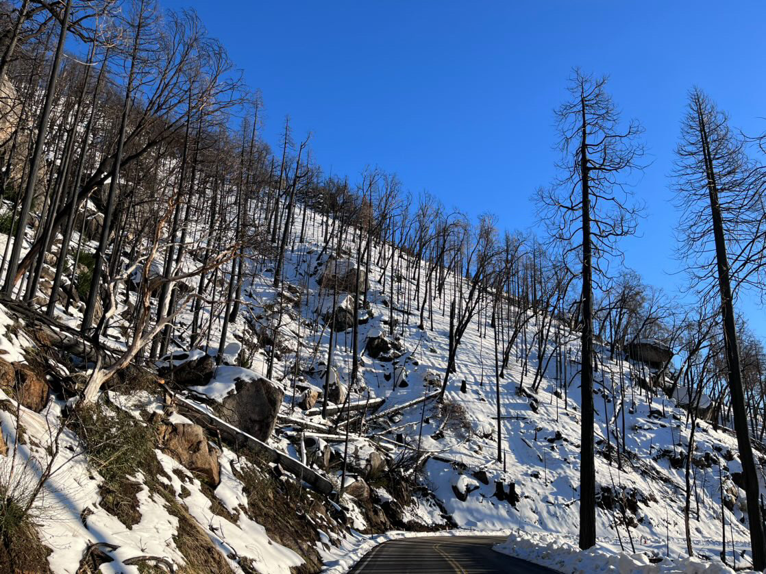 Burned trees from the KNP Complex along the Generals Highway Burned trees on a snowy hillside over a two lane road