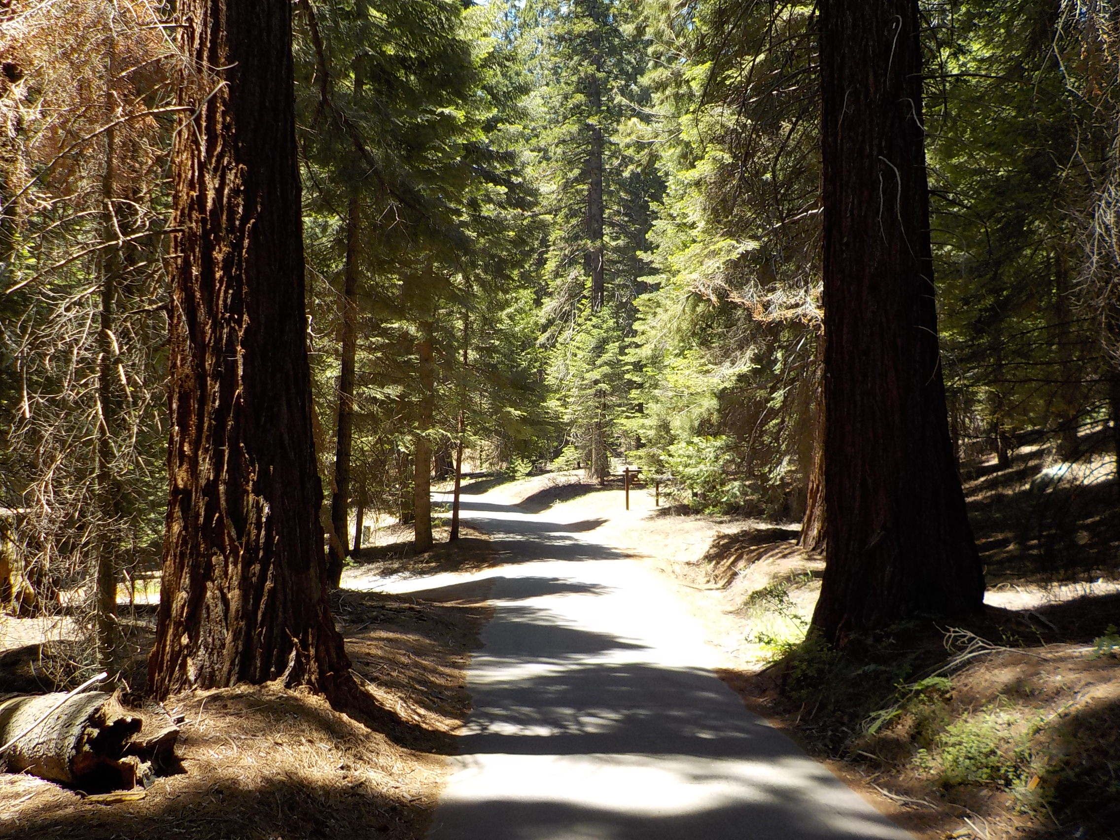 The Mineral King Road narrows between two giant sequoias on its way to the Mineral King Valley within Sequoia National Park