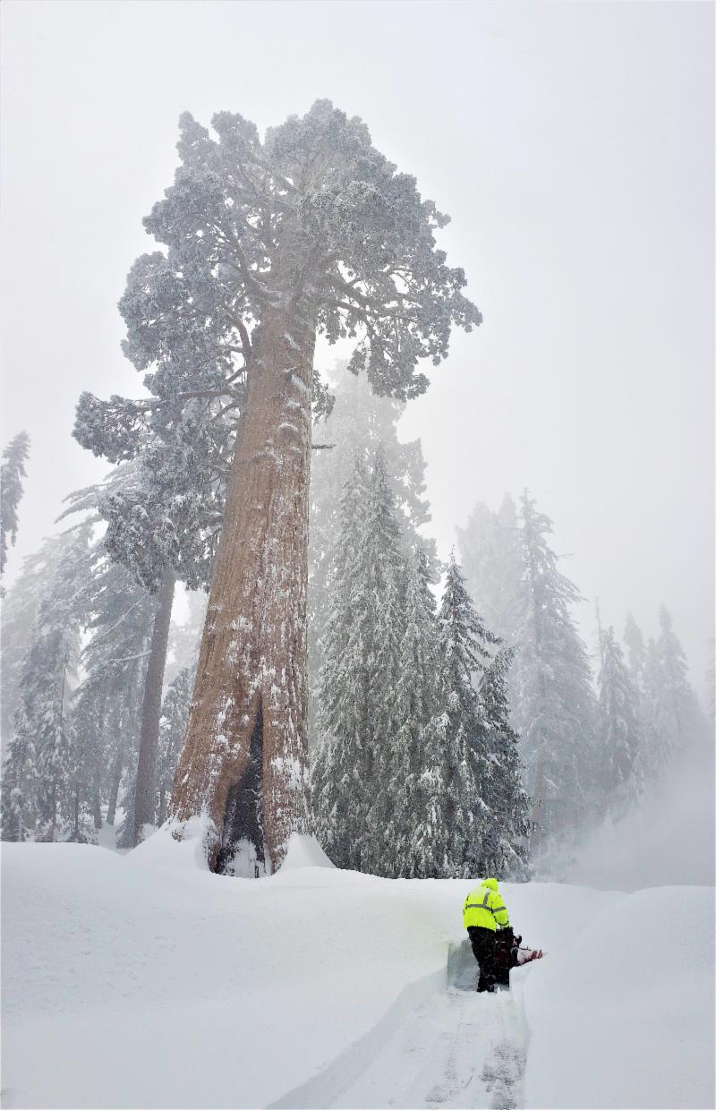 NPS Ranger clearing a path in front of the Giant Forest Museum NPS Ranger clearing a path through deep snow in front of the Giant Forest Museum