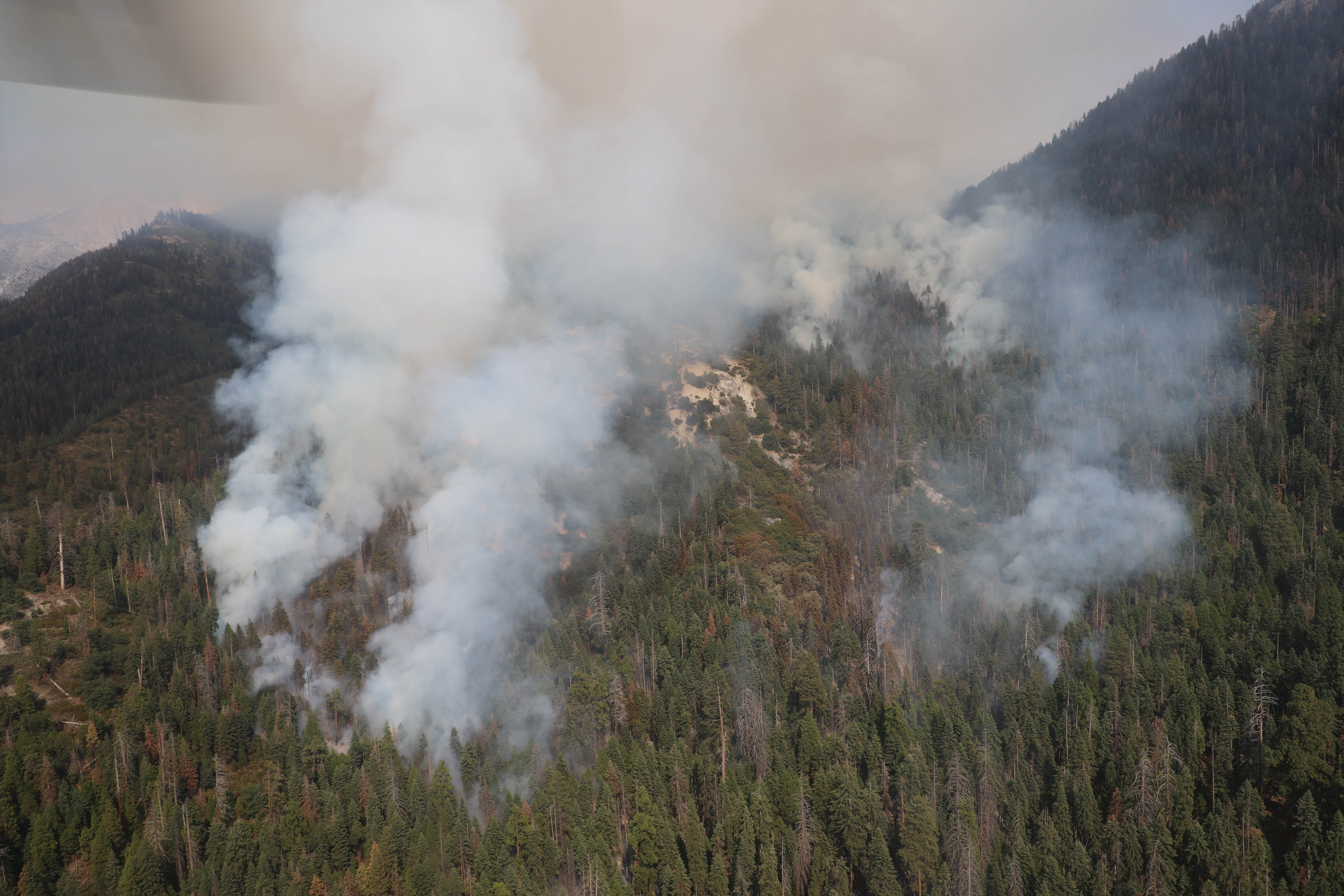 NPS_SEKI_Rebecca Paterson_Redwood Fire 08292023 Parks Utilizing Confine and Contain Suppression Strategy for Redwood Fire in Sequoia National Park Wilderness