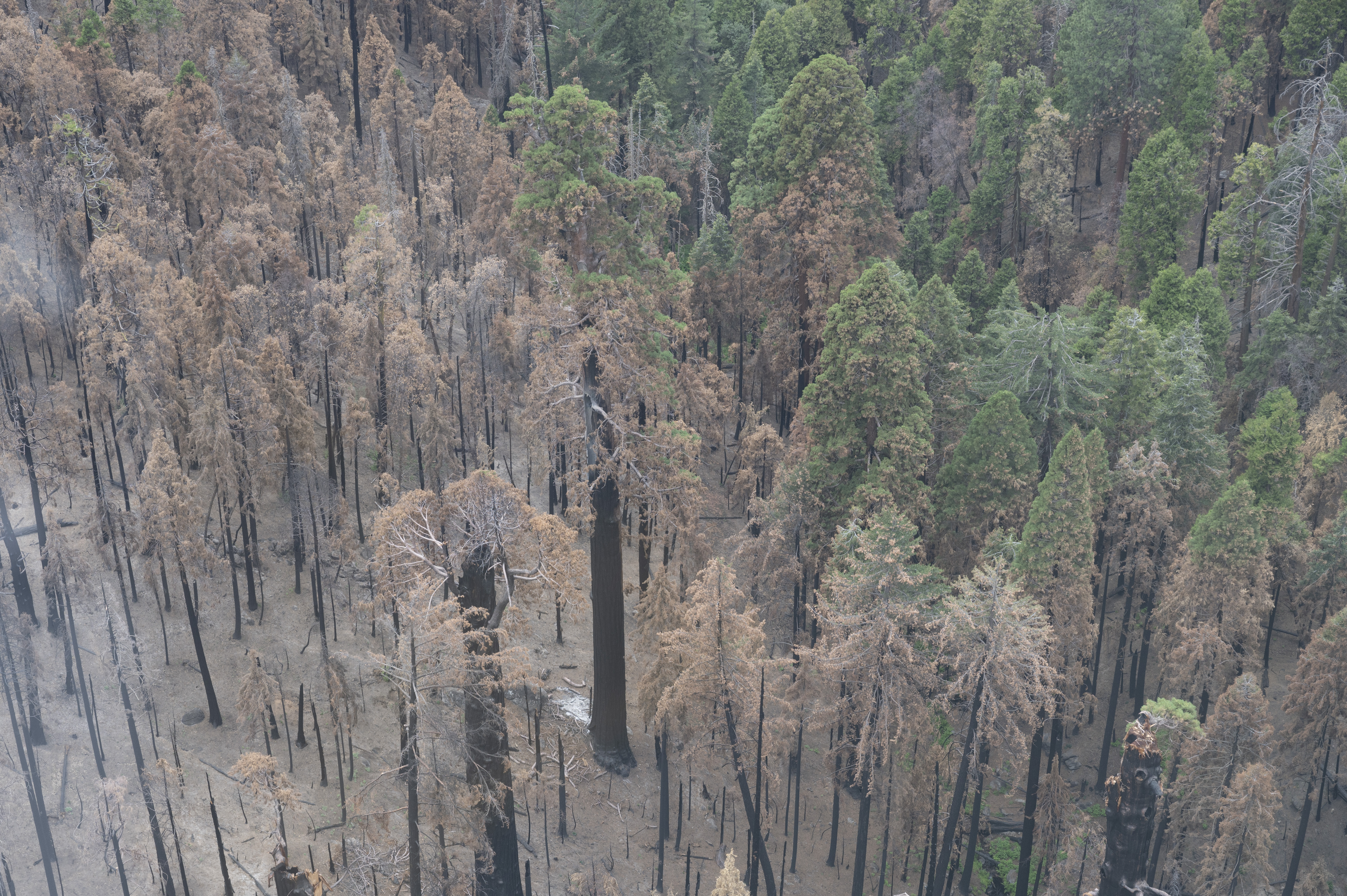 Aerial shot of a forest with many trees burned and dead.