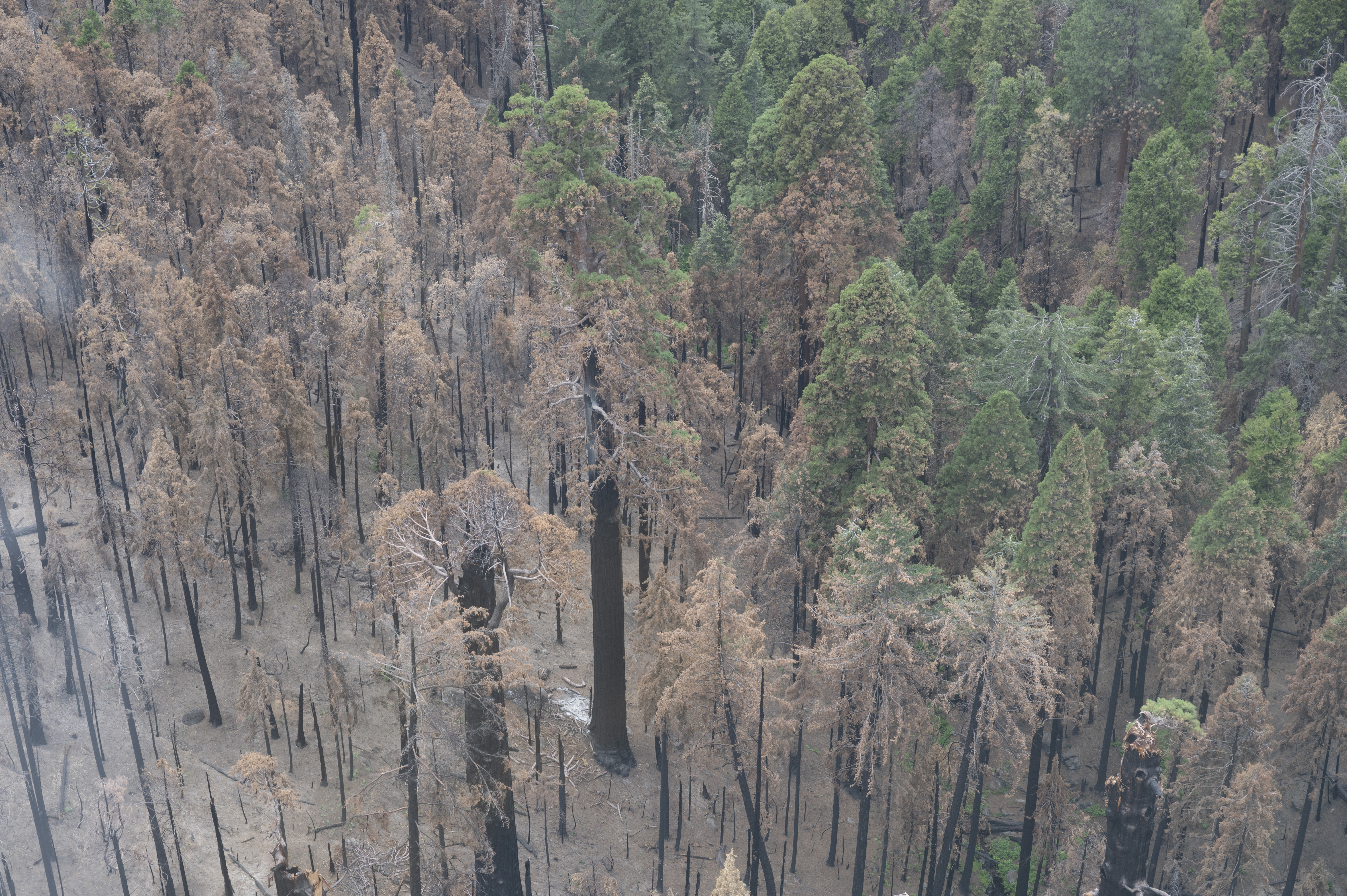 Giant Sequoia trees in Sequoia NP being protected from fire with structure  protection wrap - Wildfire Today