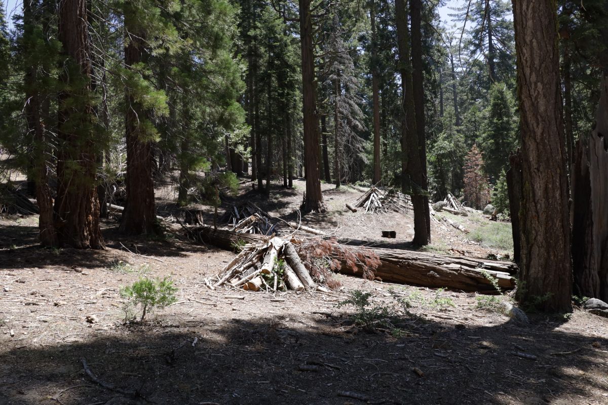 Piles of dead and downed fuel near the North Grove Loop.