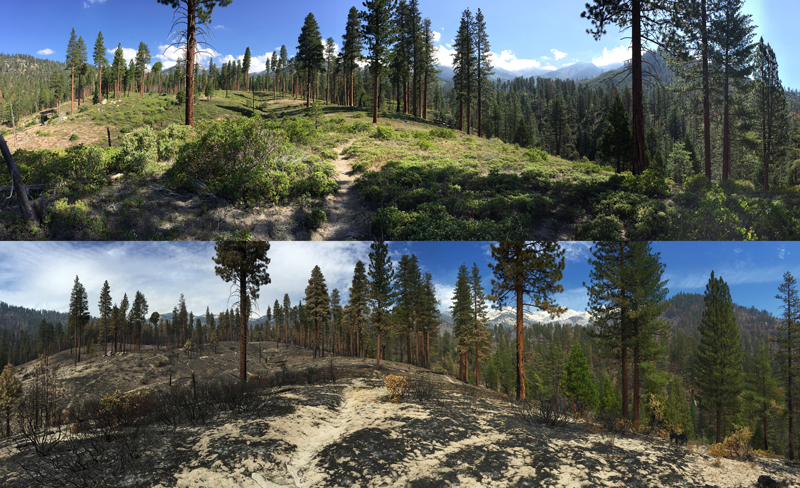 Comparison of Upper Lewis Creek previously treated with prescribed fire. The top photo was taken on July 8, 2015 prior to the Rough Fire. The bottom photo was taken on Sep. 29, 2015 after the Rough Fire came through. Notice the still standing live trees.