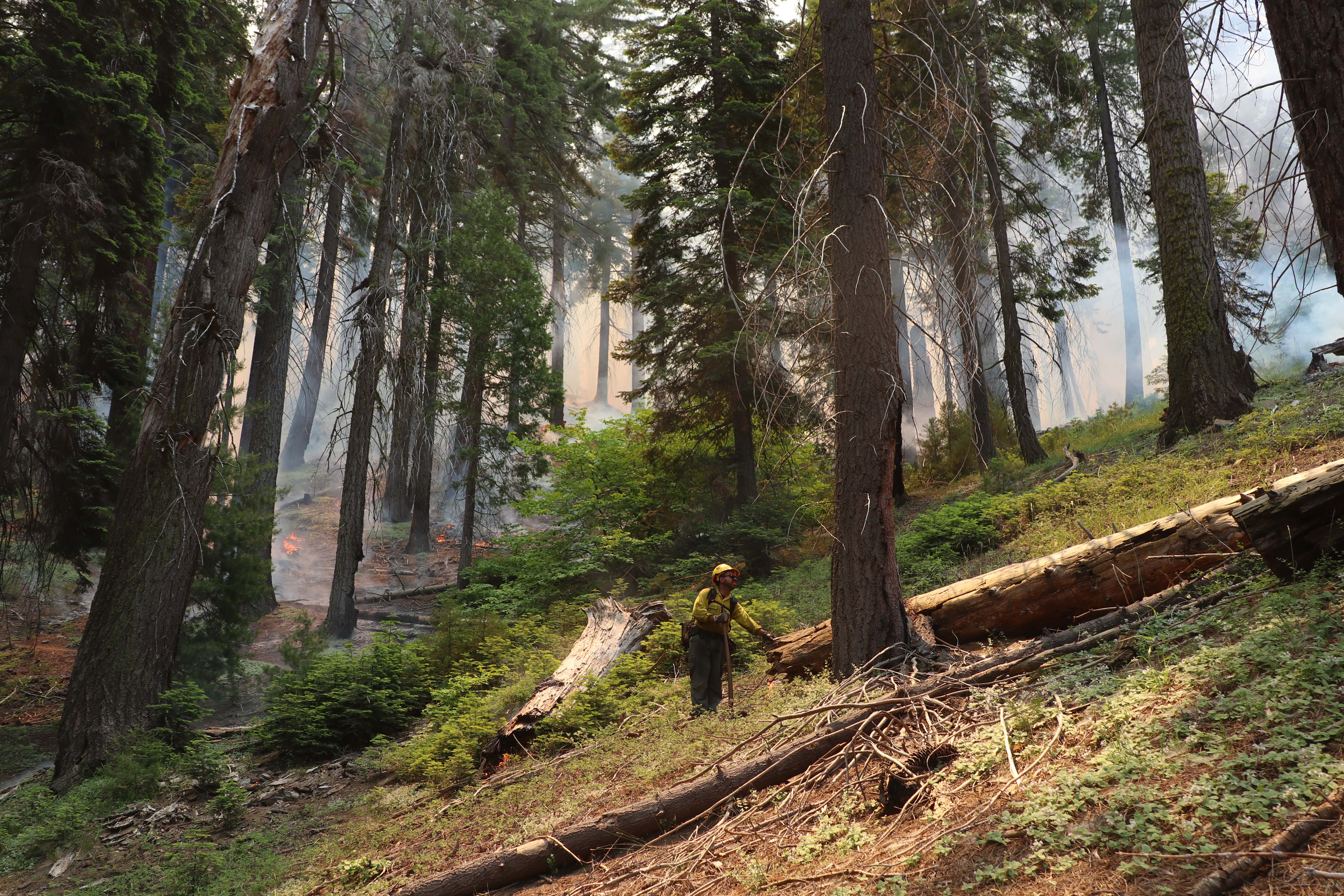 A firefighter stands in a mixed conifer forest with low fire in the background
