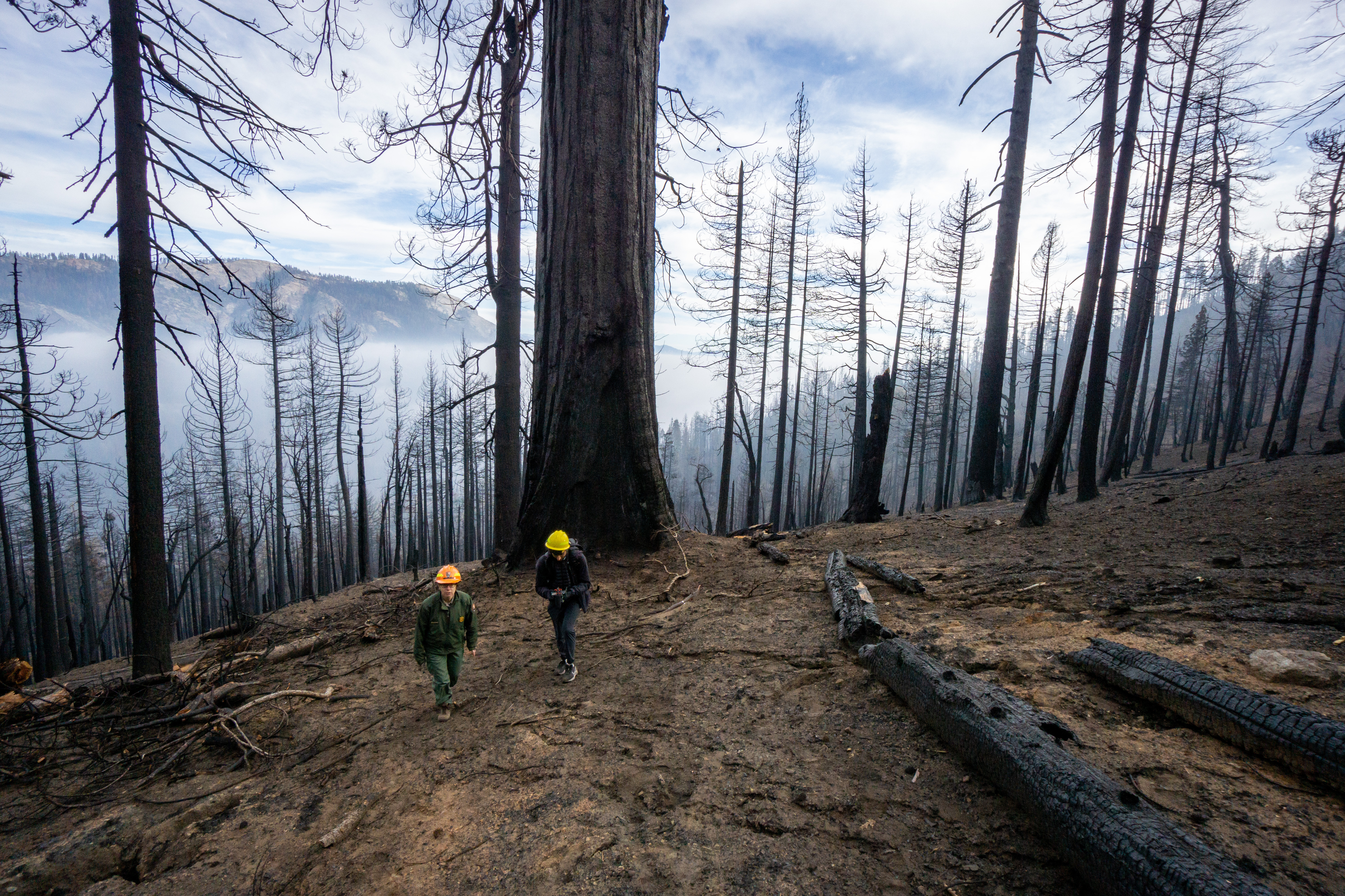 Two people with yellow hardhats and field clothes hike through an area that burned at high severity - the blackened trunks and branches of many dead trees can be seen behind them.