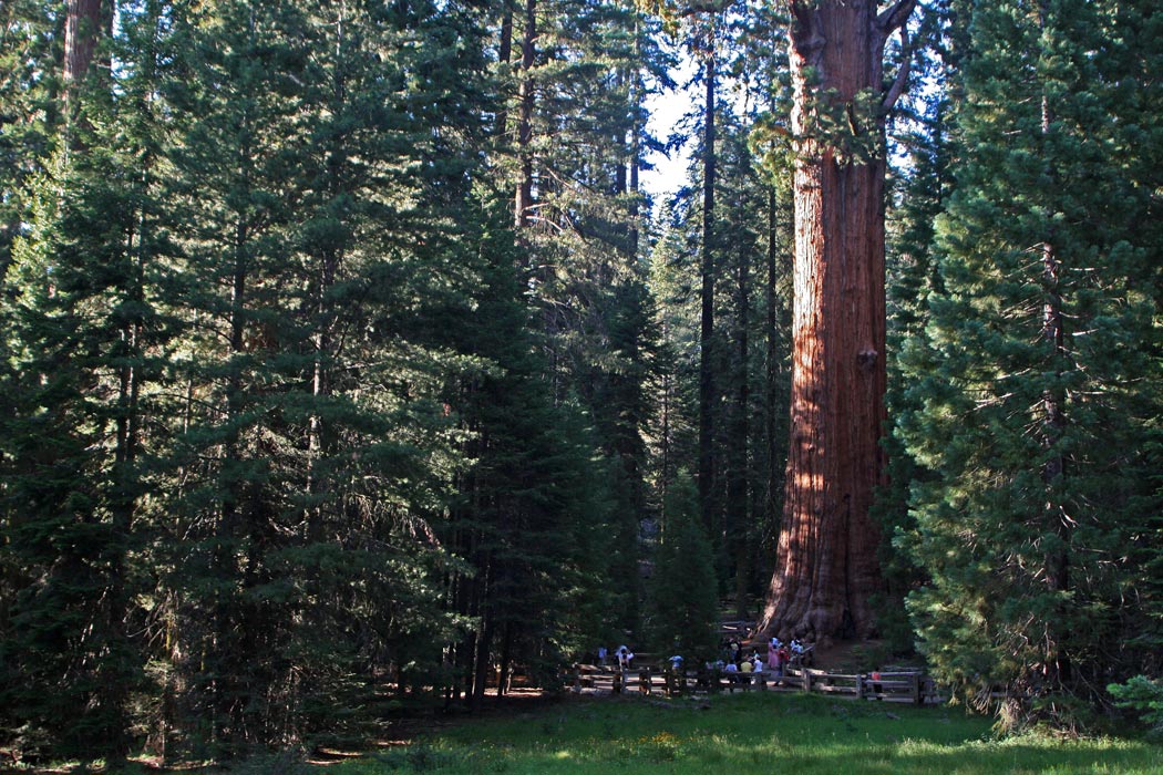 Road Trip From Sequoia National Park California On This Favorite Site National Parks Best Honeymoon Destinations Redwood Tree