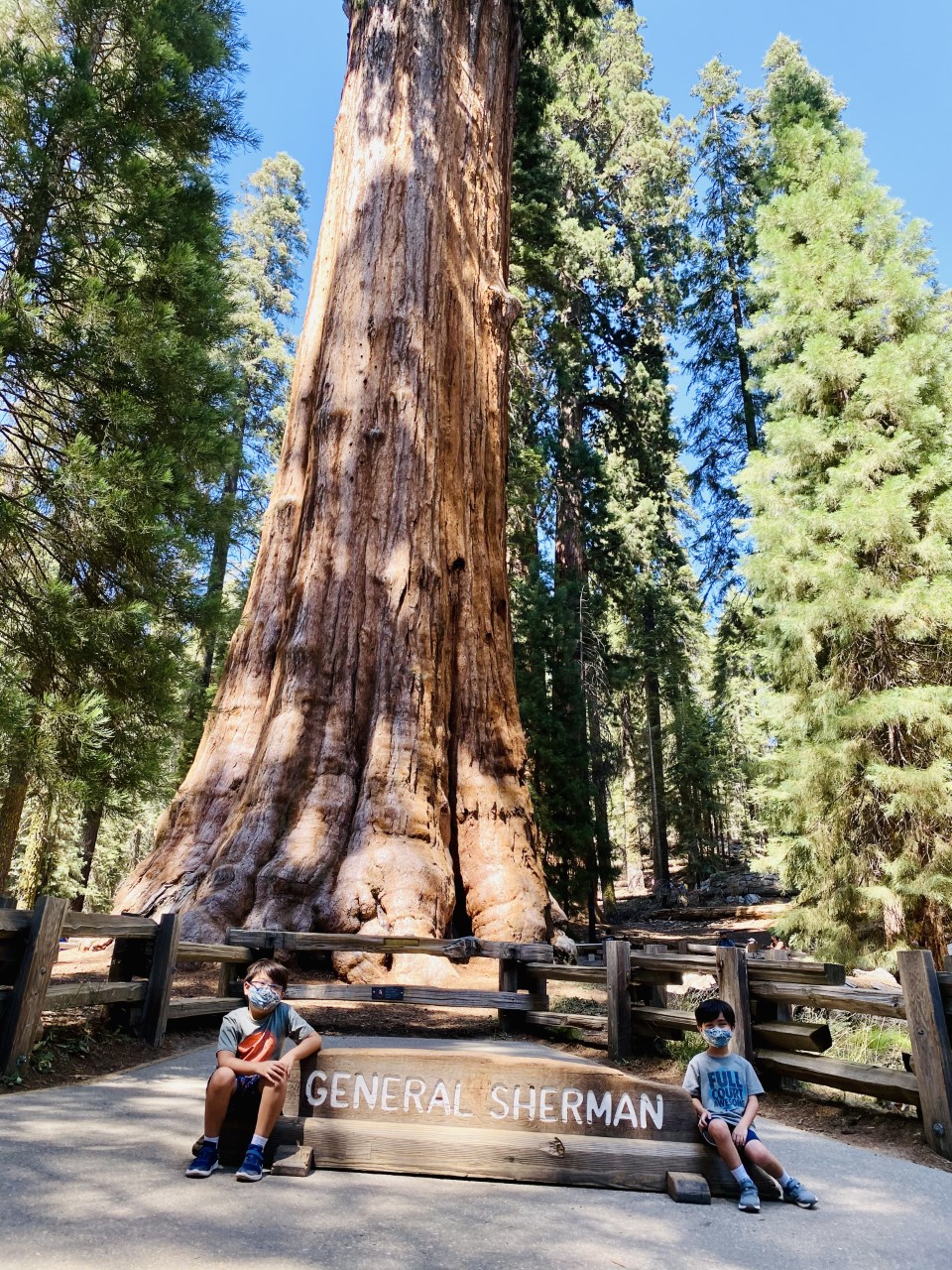 Two children wearing masks sit on a sign reading "General Sherman Tree" in front of a giant reddish tree.