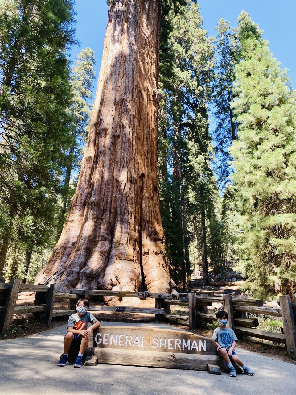 Two children wearing masks sit on the General Sherman Tree sign. Two children wearing masks sit on a sign reading "General Sherman Tree" in front of a giant reddish tree.