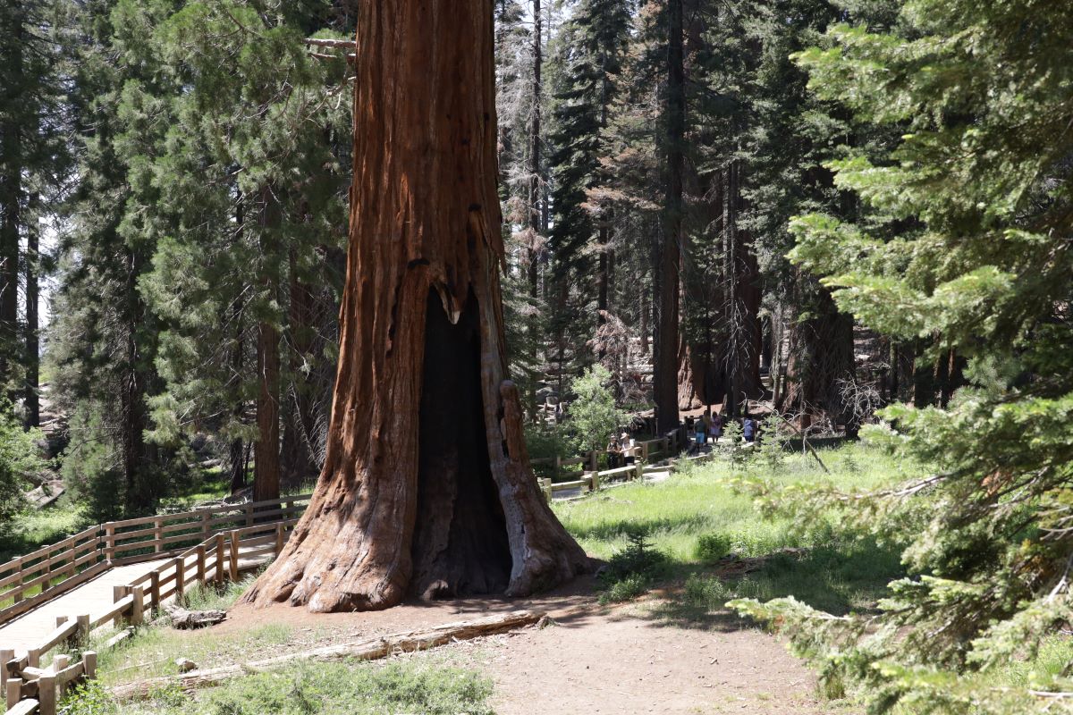 Visitors walk along the trail near a giant sequoia tree