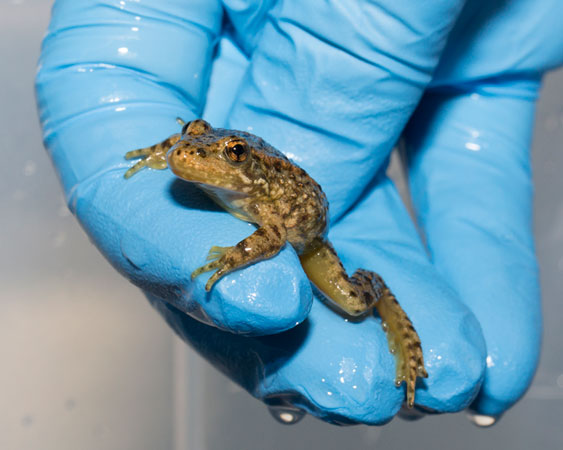 A light-yellow-green frog with black spots is held in a zoo caretaker's blue-gloved hand and is dripping wet from having just been pulled out of a bath of anti-fungal medication.