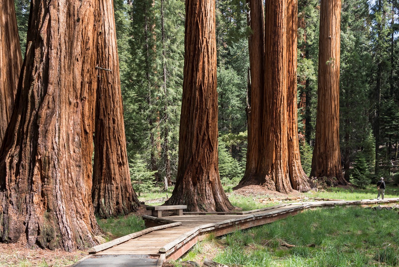 A visitor walks down a wooden platform in a meadow surrounded by sequoia trees. A visitor walks down a wooden platform in a meadow surrounded by sequoia trees.