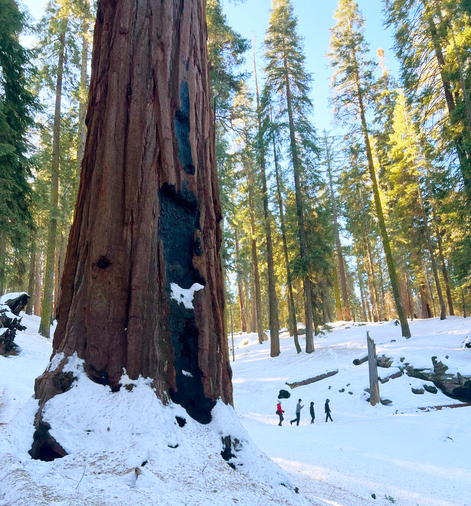 A giant reddish tree stands in snow with people walking behind it