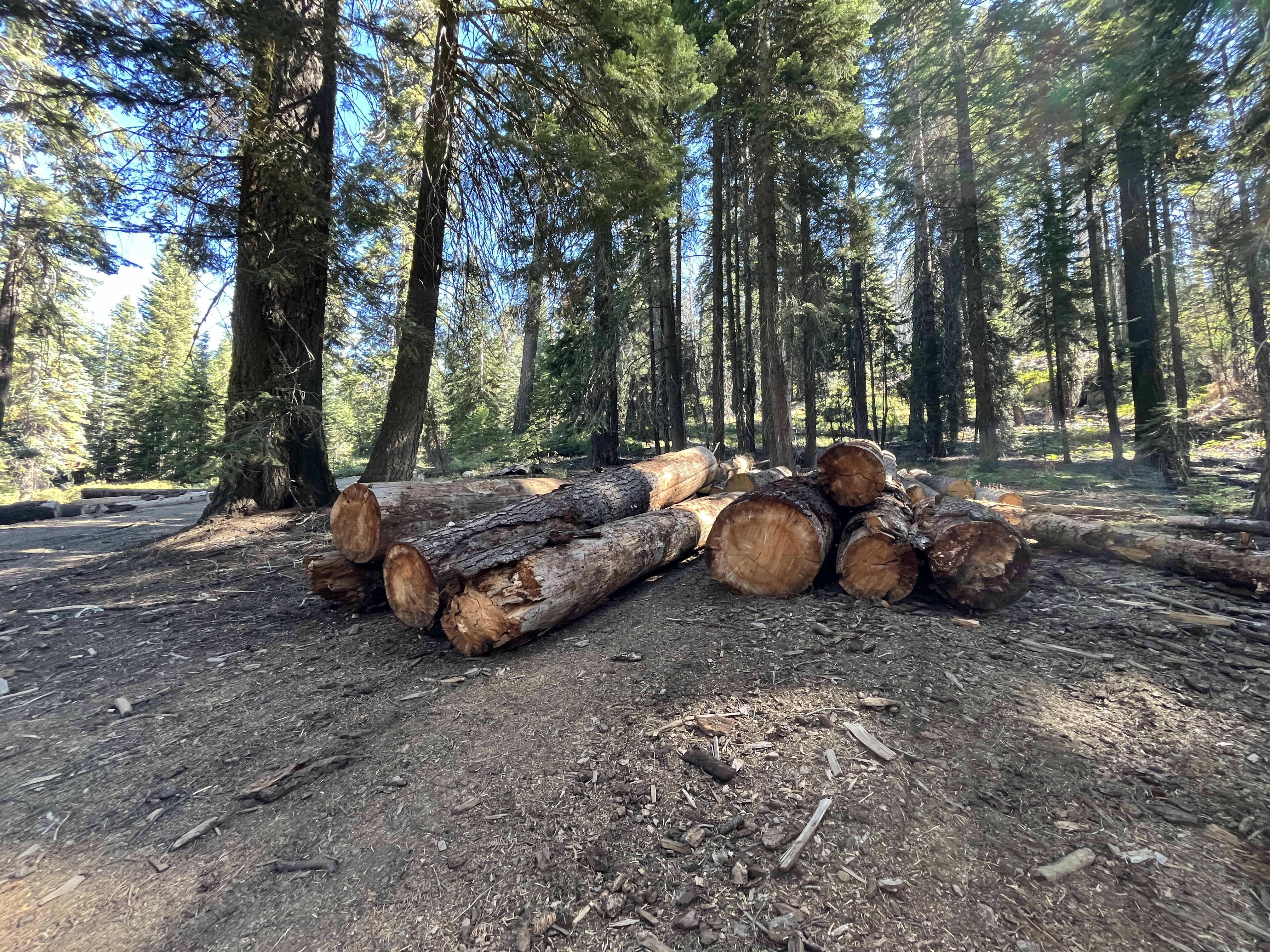 Surplus wood stacked on a cleared area in a forest.