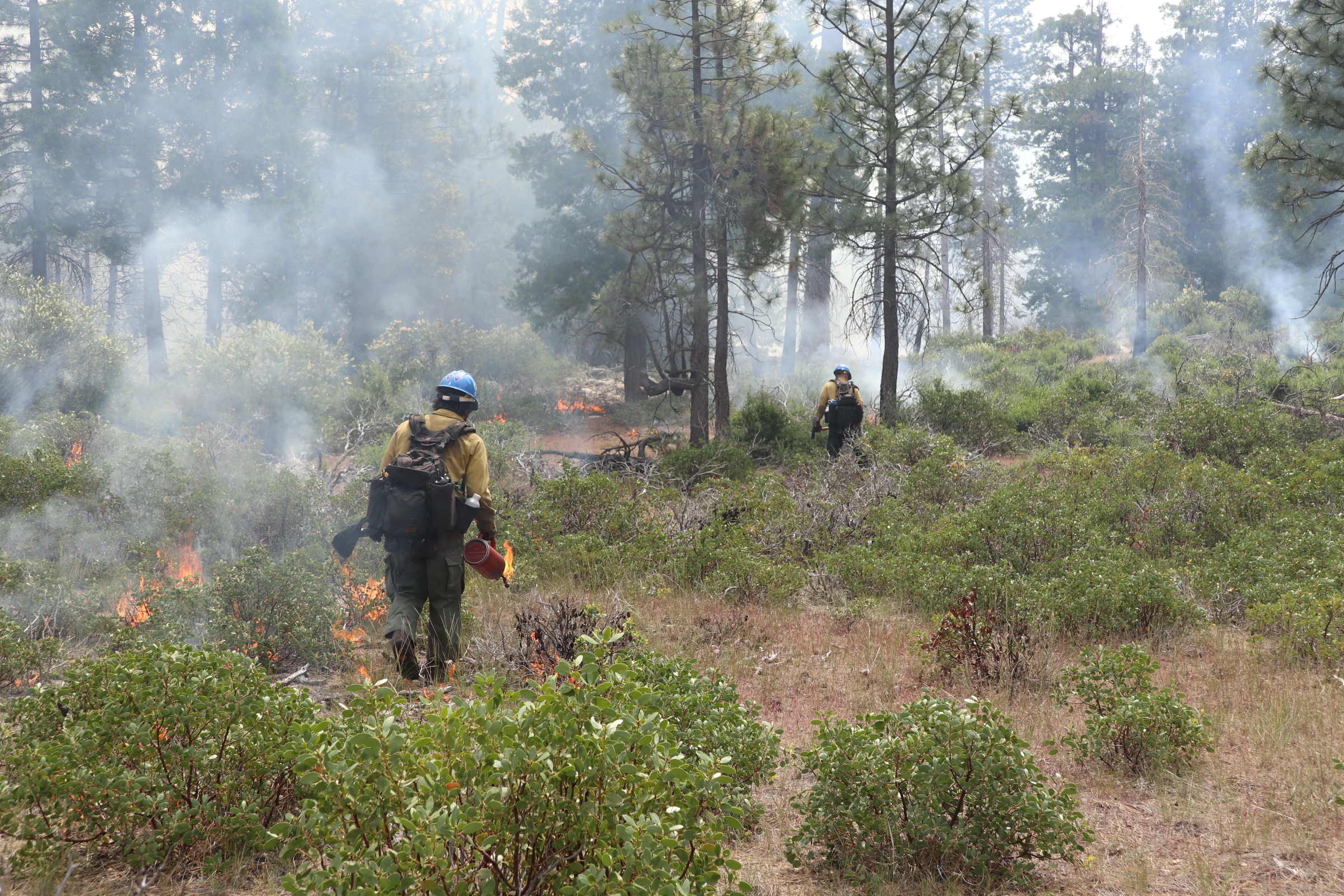 Firefighters use driptorches to ignite manzanita and conifer woodland