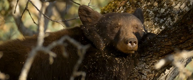 A bear sleeping in a tree.