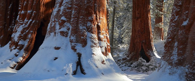 Snow covered sequoia trees.