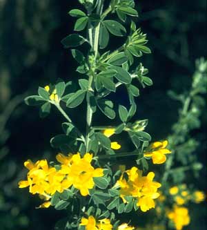 Bright yellow flowers peak out from around the erect stem of a French Broom plant