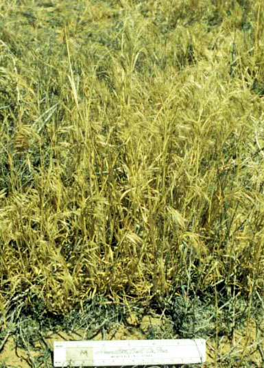 Patches of cheatgrass