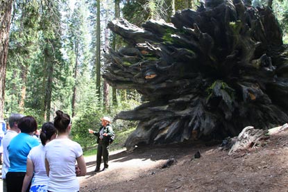 Ranger talks with group of people in front of a giant fallen tree