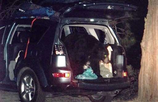 A bear has broken into a car